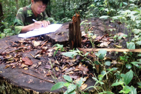 Đắk Nông: Phát hiện vụ khai thác gỗ Du Sam trái phép quy mô lớn