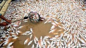 Phó Thủ tướng yêu cầu UBND tỉnh Đồng Nai xác định nguyên nhân cá chết trên sông La Ngà