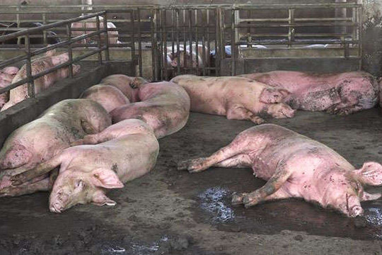 Hà Nội: Cấp, bổ sung hóa chất phòng chống dịch tả lợn châu Phi