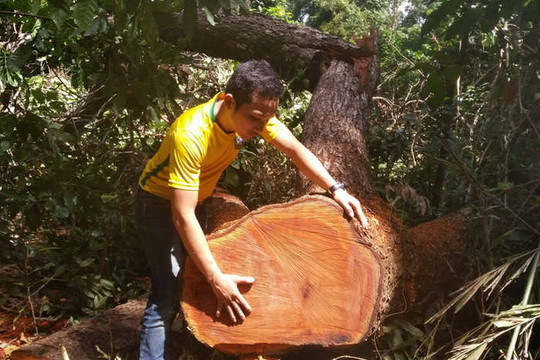 Gia Lai: 220 vụ vi phạm Luật Bảo vệ và Phát triển rừng trong 5 tháng đầu năm 2019
