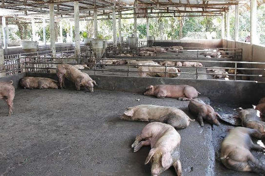 Hai ngày, bệnh Dịch tả lợn châu Phi phát sinh tại 1.290 hộ nuôi