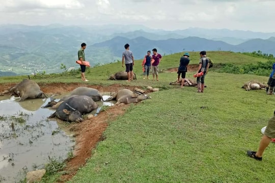 Lạng Sơn: Sét đánh chết 9 con trâu, thiệt hại hàng trăm triệu đồng