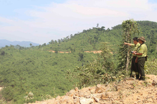 Thừa Thiên Huế: Chi trả hơn 130 tỷ đồng dịch vụ môi trường rừng