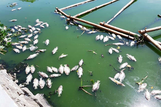 Đà Nẵng: Cá chết nổi quanh hồ Thạc Gián