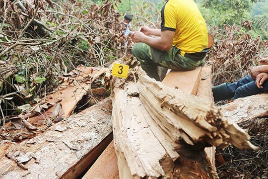 Bắc Kạn: 41 cây gỗ nghiến bị hạ sát trong rừng phòng hộ