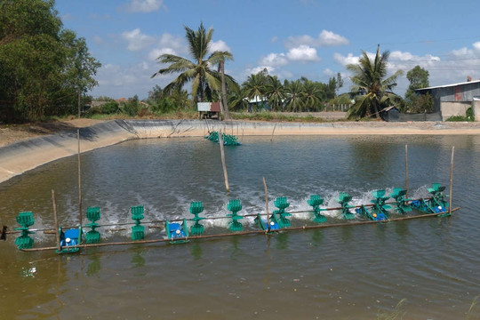 Bến Tre: Tăng cường kiểm soát tôm hùm nước ngọt trên địa bàn tỉnh