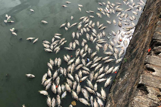 Cá bè chết tại hồ Vĩnh Trung (Đà Nẵng): Hàm lượng ô xy hòa tan không đảm bảo quy chuẩn