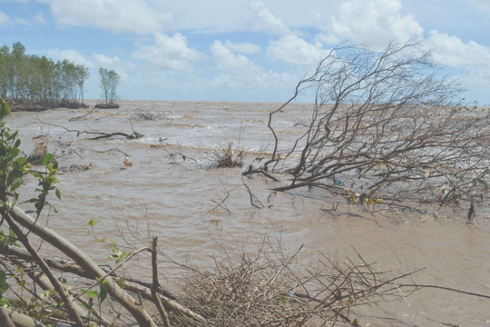 Cà Mau: Áp lực mất đất, mất rừng do xói lở bờ biển
