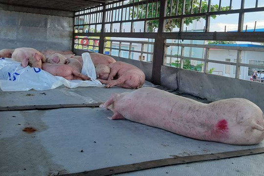 Vận chuyển lợn bị dịch tả lợn châu Phi ở Quảng Nam: Phạt tài xế 8 triệu đồng