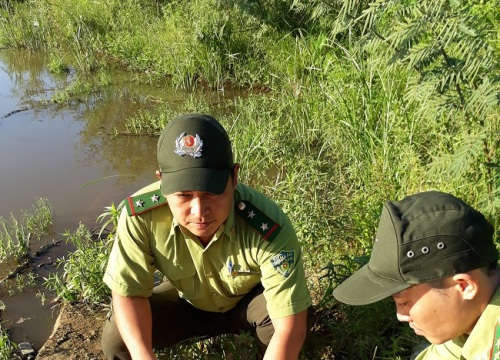Đà Nẵng: Tiếp nhận và thả 21 cá thể rùa về lại môi trường tự nhiên