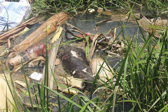 Quảng Nam: Thu gom, tiêu hủy xác lợn chết dưới kênh