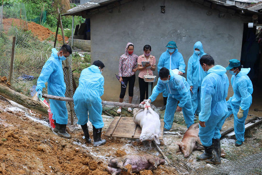 Lào Cai: Chi gần 2 tỷ đồng hỗ trợ thiệt hại do dịch tả lợn châu Phi