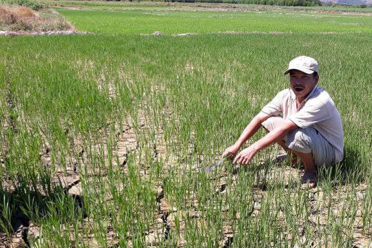 Gần 3.000 ha lúa ở Thừa Thiên Huế phải chuyển đổi, bỏ hoang do hạn hán