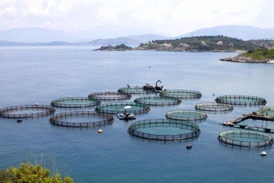Thẩm quyền cấp phép nuôi trồng thủy sản trên biển