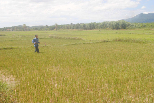 Thừa Thiên Huế: Hạn hán kéo dài, sâu bệnh hại lúa