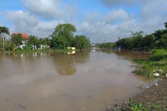 Tiền Giang: Kiên quyết xử lý các trường hợp vứt xác heo xuống lòng sông