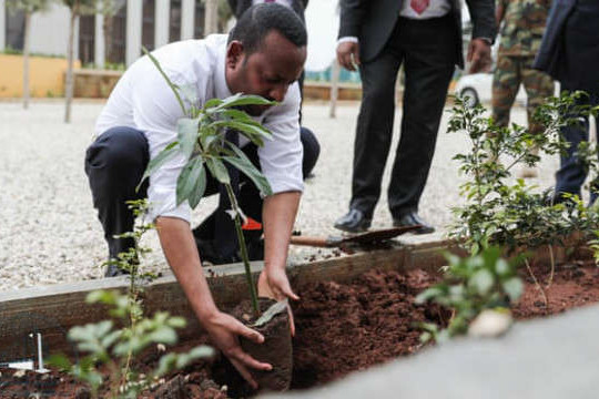Ethiopia trồng 350 triệu cây một ngày nhằm giải quyết khủng hoảng khí hậu