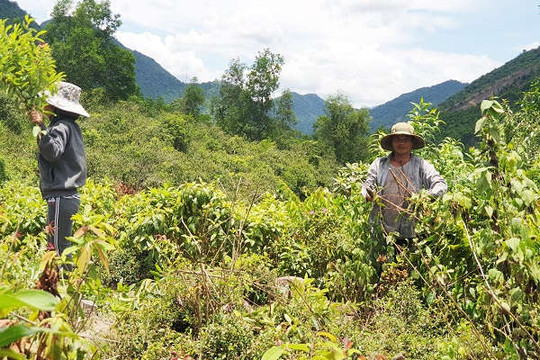 Đà Nẵng: Địa phương giao “nhầm” đất rừng, dân chịu khổ
