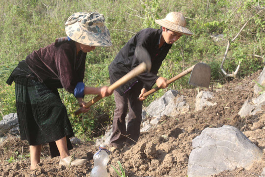 Tủa Chùa (Điện Biên): Không để đất sản xuất nông nghiệp bị hoang hóa
