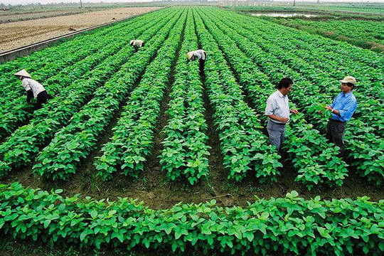 Hà Nội: Thanh tra và xử lý vi phạm trong quản lý, sử dụng đất nông nghiệp