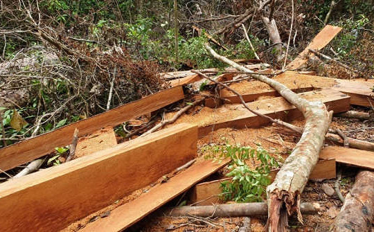 Quảng Nam: Phát hiện vụ phá rừng ở Bắc Trà My với hơn 25m3 gỗ