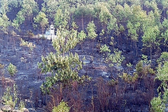Quảng Nam: Xuyên đêm dập tắt đám cháy rừng gây thiệt hại 80ha rừng keo ở Duy Xuyên