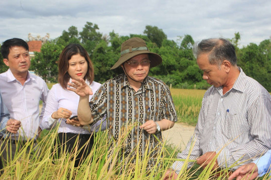 Quảng Trị: Trồng lúa hữu cơ bảo vệ môi trường, tăng thu nhập cho người dân