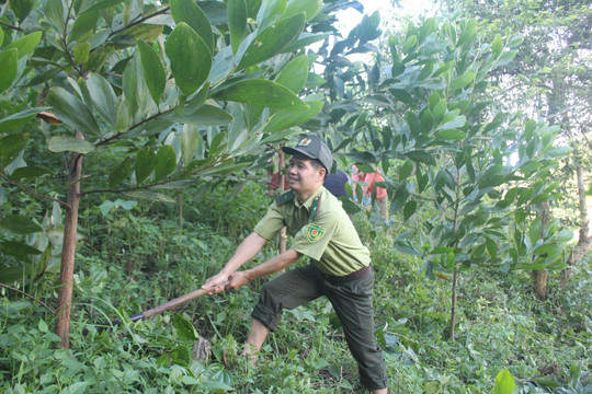 Điện Biên: Lời giải nào cho bài toán trồng rừng phòng hộ