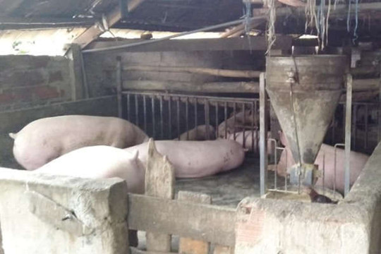 Hương Sơn (Hà Tĩnh): Dân 'kêu trời' vì khu chăn nuôi lợn bốc mùi hôi thối