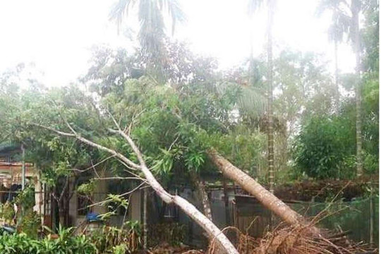 Thừa Thiên Huế: Cây xanh đổ la liệt, thủy điện điều tiết nước
