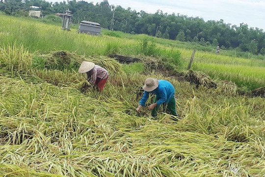 Đà Nẵng: Khẩn trương thu hoạch lúa trước mưa bão