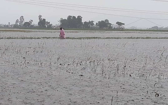 Nghệ An: Hàng ngàn ha lúa, hoa màu bị ngập do mưa lớn