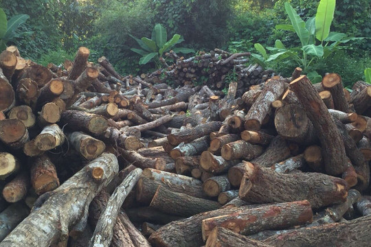 Cao Bằng: Phát hiện, thu giữ hơn 15 m3 gỗ rừng tự nhiên