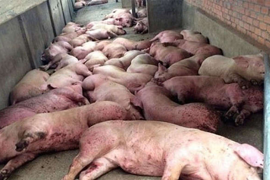 Thống nhất quan trắc, giám sát chất lượng môi trường tại một số ô chôn lấp lợn bị bệnh dịch tả lợn châu Phi