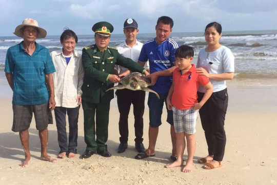 Quảng Trị sẽ thành lập đội tình nguyện viên cứu hộ rùa biển