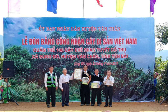 Chè Shan tuyết Giàng Pằng được công nhận Cây Di sản Việt Nam