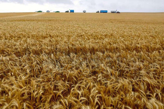 Hạn hán ở Úc sẽ kéo dài hơn 3 tháng nữa, sản lượng lúa mì sụt giảm