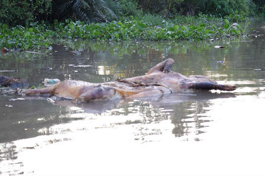 Bến Tre: Xử lý và ngăn chặn việc vứt xác lợn chết ra môi trường