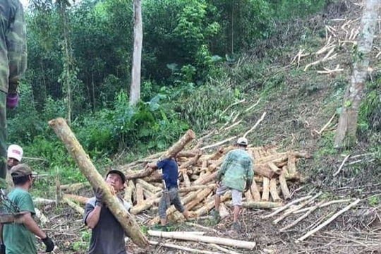 Nghệ An: Phê duyệt Đề án Khu nông nghiệp ứng dụng công nghệ cao vào lĩnh vực Lâm nghiệp