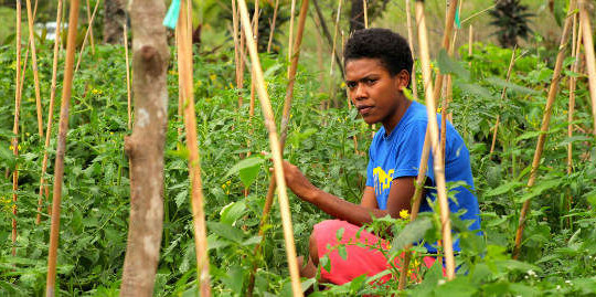 LHQ cam kết giúp ngành nông nghiệp quần đảo Thái Bình Dương “sống sót” qua khủng hoảng khí hậu