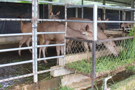 Bình Định: Quản lý chặt hoạt động nuôi động vật hoang dã, quý hiếm