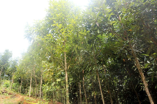 Lào Cai nâng cao hiệu quả trồng rừng 