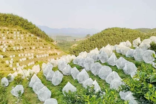 Những vườn cam nói không với thuốc trừ sâu, hóa chất ở Hà Tĩnh