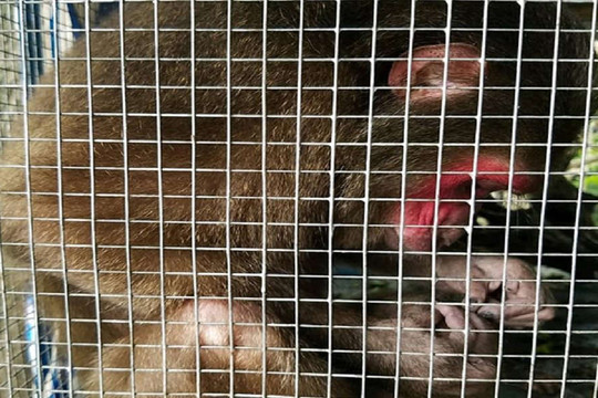Huế: Thả cá thể khỉ mặt đỏ về môi trường tự nhiên