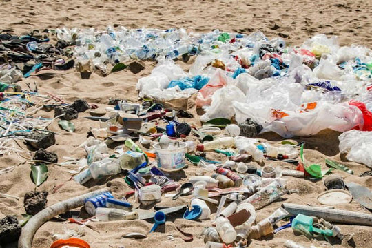 Ảnh hưởng của nhựa dùng một lần đến sinh vật biển và con người
