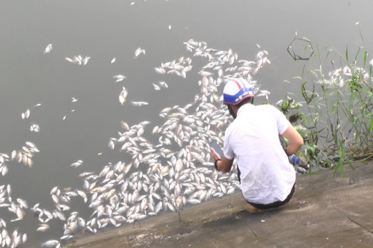 Quảng Trị: Hàng tấn cá chết gây ô nhiễm ở hồ chứa nước Đại An