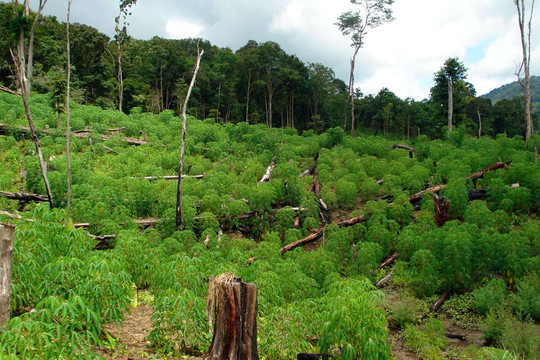Yêu cầu BQL rừng kiểm điểm vì để dân phá gần 10.000m2 rừng biên giới