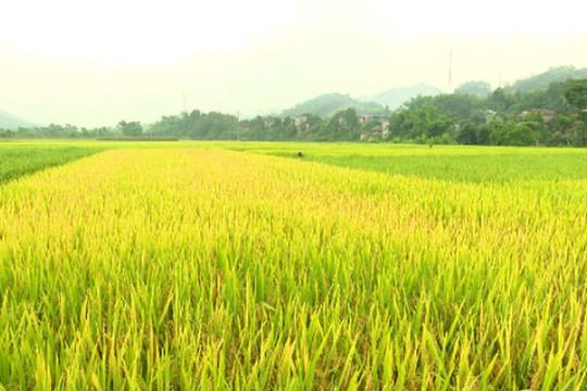 Phạt đến 500 triệu đồng nếu sử dụng đất trồng lúa vào mục đích khác không được phép