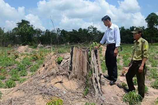 Bà Rịa - Vũng Tàu: Xử lý tình trạng lấn chiếm đất rừng