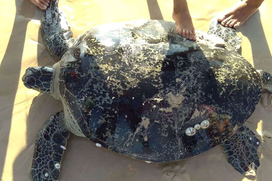 Quảng Trị: Cứu hộ thành công 1 cá thể rùa biển nặng hơn 100 kg